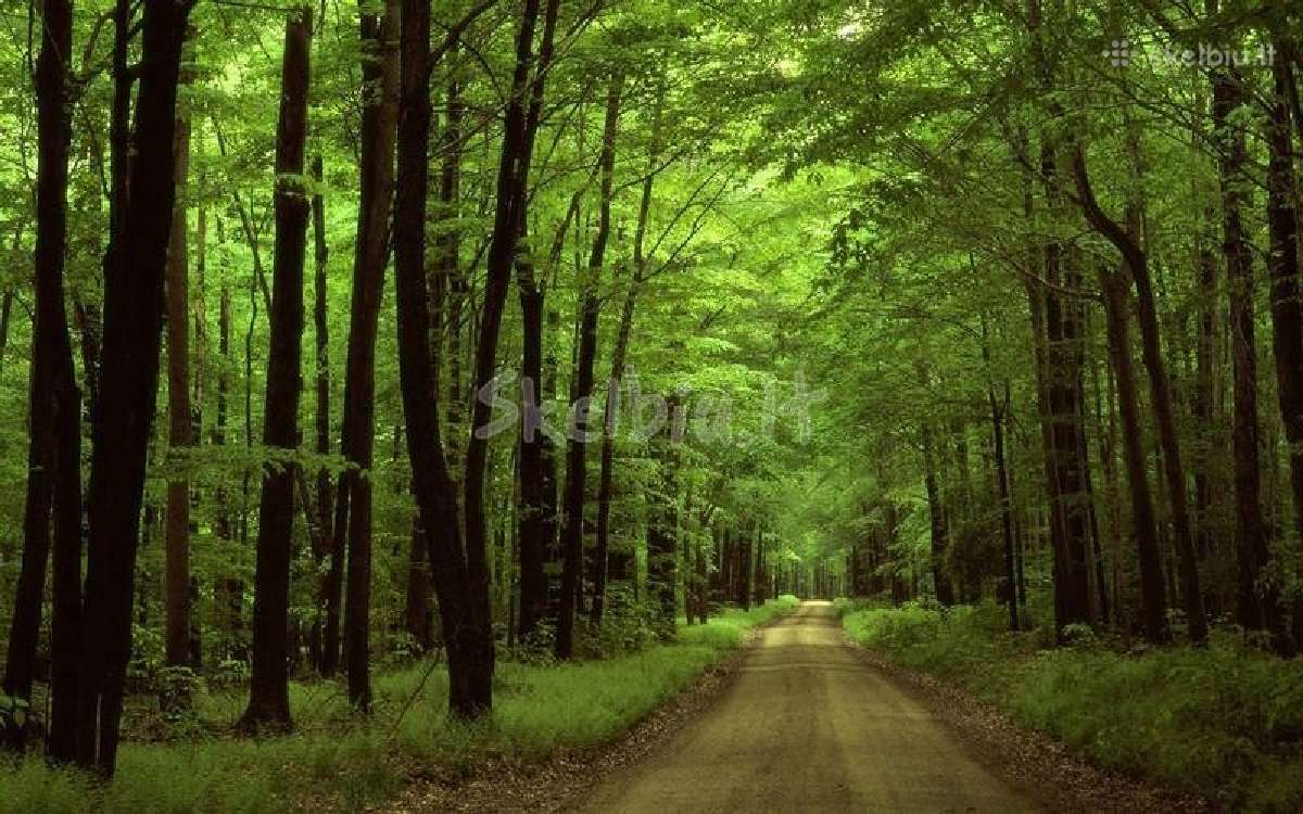 Brangiai ūkio paskirties žemes ir miškus Lietuvoje - nuotraukos Nr. 3