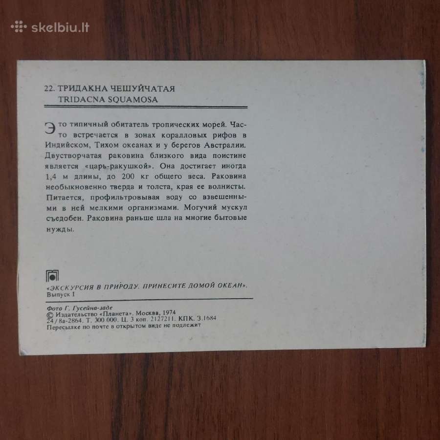 Atvirukų rinkinys - Jūros kriauklės ( 25 atv. ) - nuotraukos Nr. 11