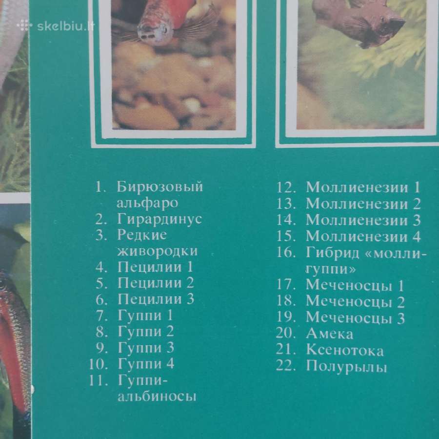 Atvirukų rinkinys - Akvariumo pasaulis ( žuvys ) - nuotraukos Nr. 5