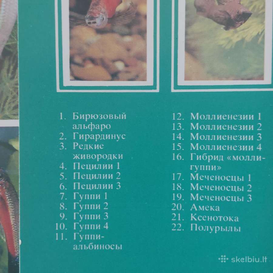Atvirukų rinkinys - Akvariumo pasaulis ( žuvys ) - nuotraukos Nr. 8