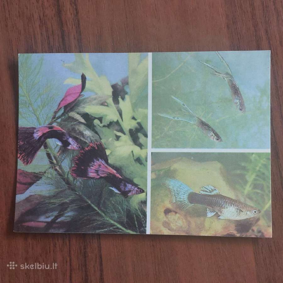 Atvirukų rinkinys - Akvariumo pasaulis ( žuvys ) - nuotraukos Nr. 10