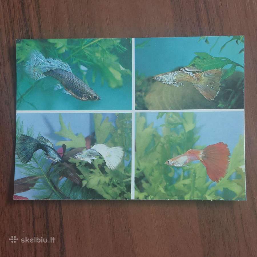 Atvirukų rinkinys - Akvariumo pasaulis ( žuvys ) - nuotraukos Nr. 11