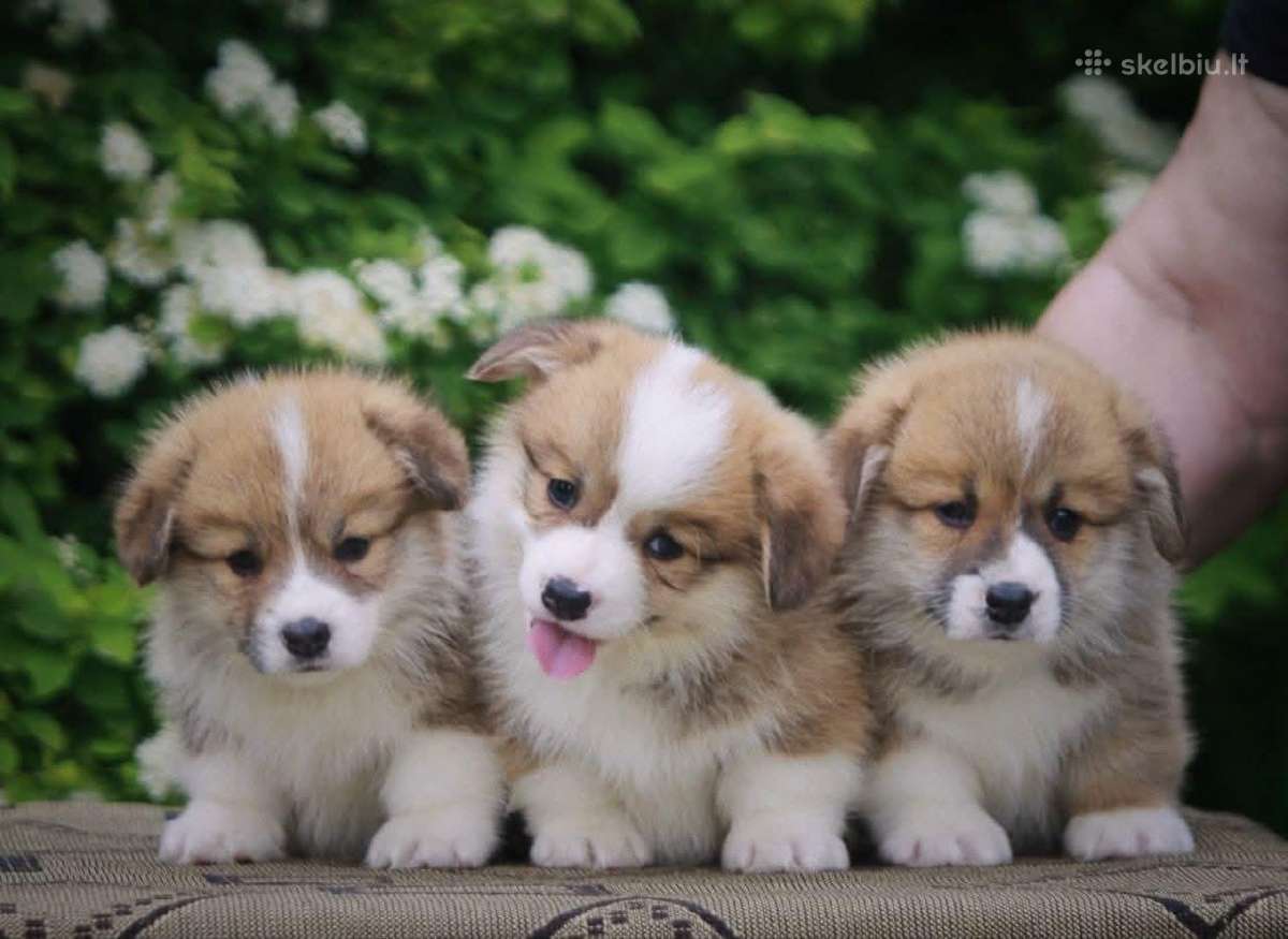 Top Welsh corgi pembroke fluffy & standard - nuotraukos Nr. 4