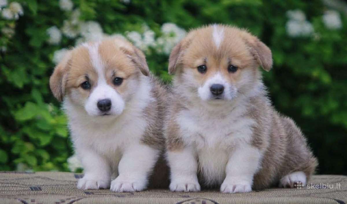 Top Welsh corgi pembroke fluffy & standard - nuotraukos Nr. 3