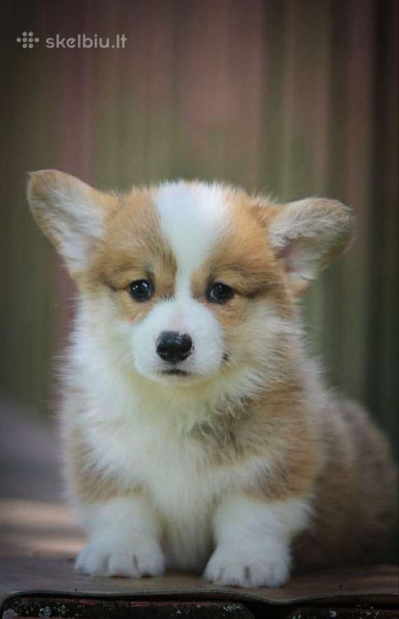 Top Welsh corgi pembroke fluffy & standard - nuotraukos Nr. 6