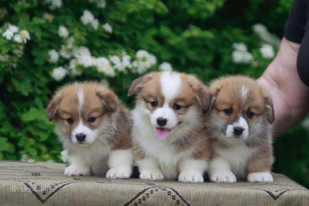 Top Welsh corgi pembroke fluffy & standard - nuotraukos Nr. 5