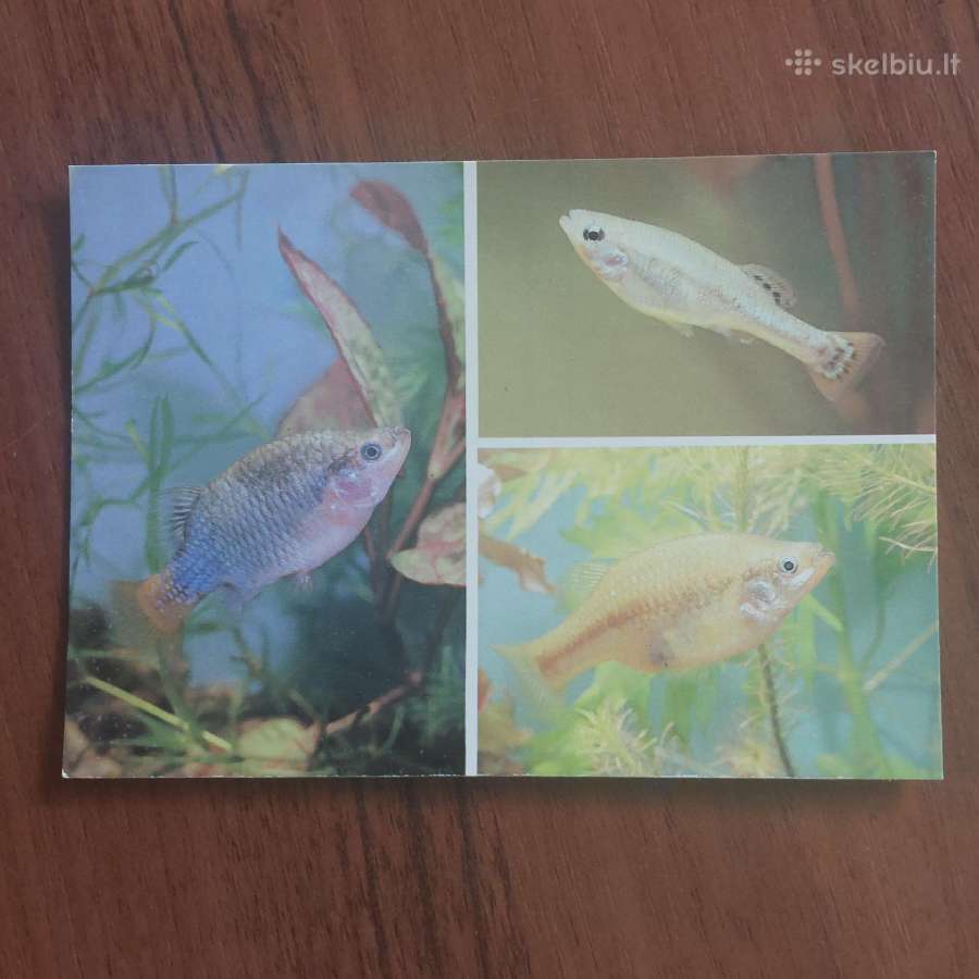 Atvirukų rinkinys - Akvariumo pasaulis ( žuvys ) - nuotraukos Nr. 21