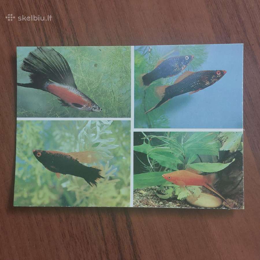 Atvirukų rinkinys - Akvariumo pasaulis ( žuvys ) - nuotraukos Nr. 22