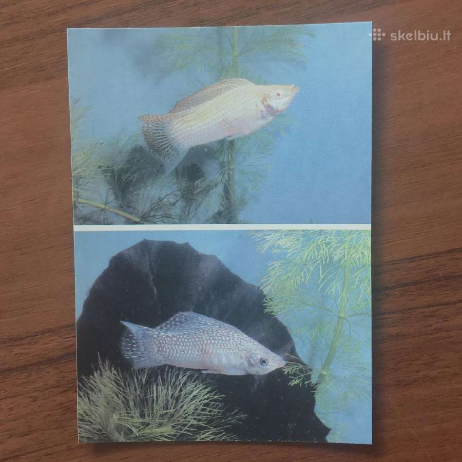 Atvirukų rinkinys - Akvariumo pasaulis ( žuvys ) - nuotraukos Nr. 23