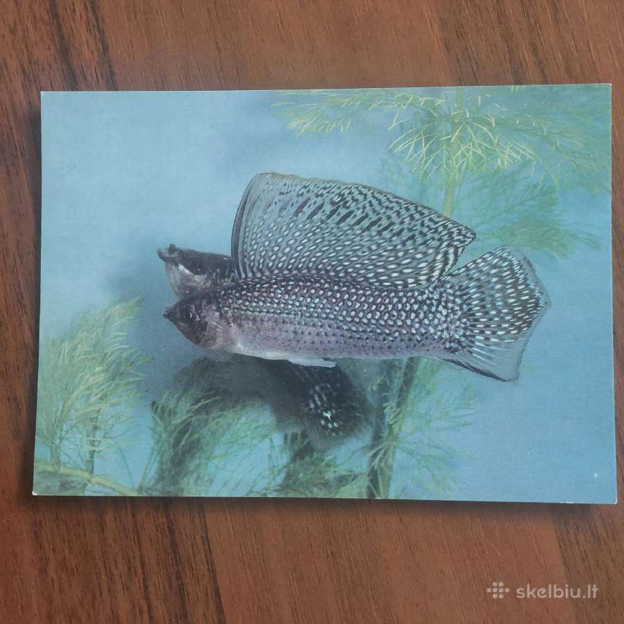 Atvirukų rinkinys - Akvariumo pasaulis ( žuvys ) - nuotraukos Nr. 24