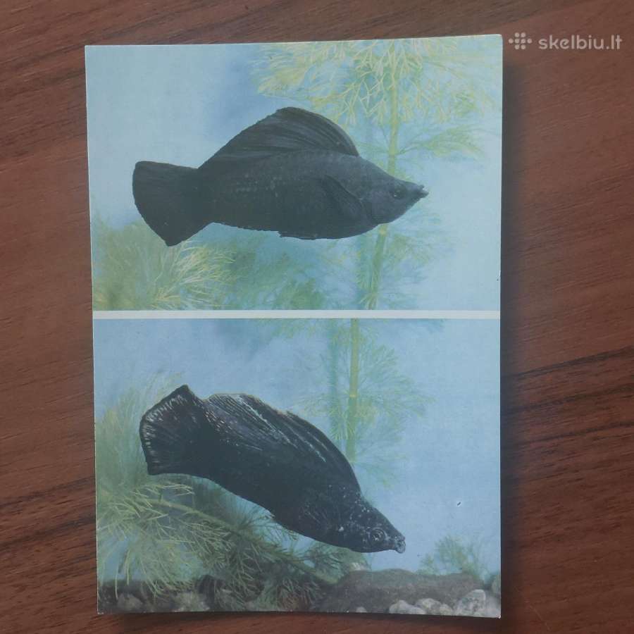 Atvirukų rinkinys - Akvariumo pasaulis ( žuvys ) - nuotraukos Nr. 25
