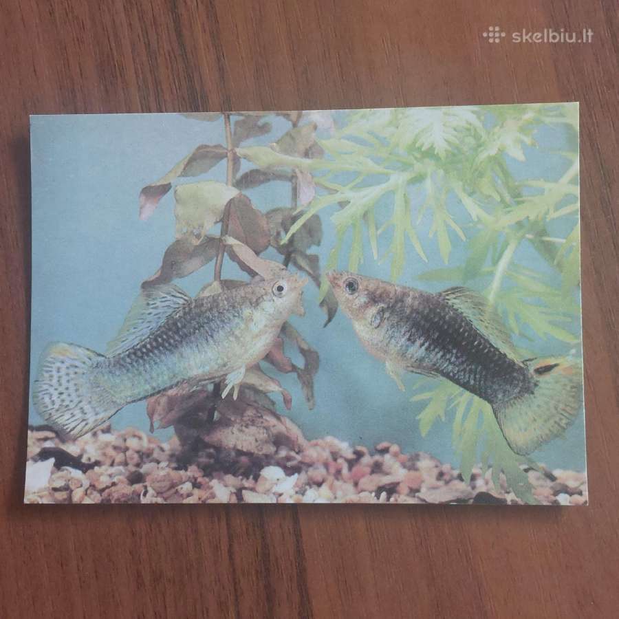 Atvirukų rinkinys - Akvariumo pasaulis ( žuvys ) - nuotraukos Nr. 26