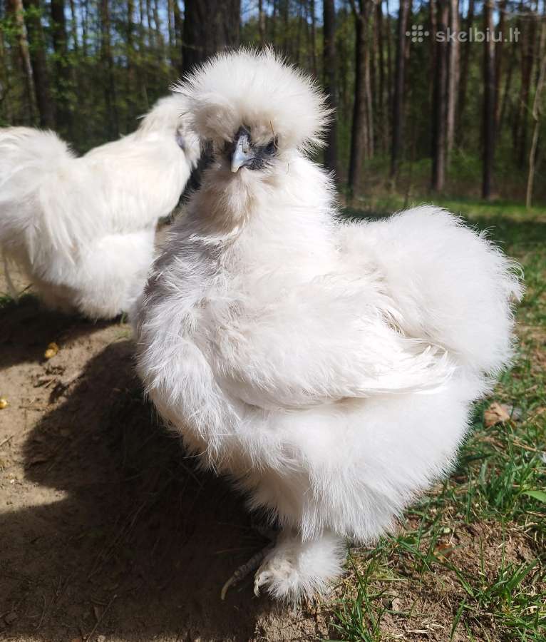 Viščiukai. Parduodu kiaušinius, viščiukus - nuotraukos Nr. 9