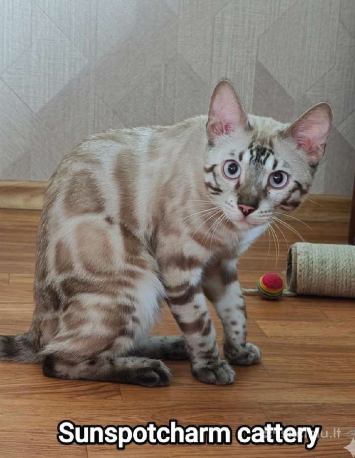 Bengalijos veisles kačiukai