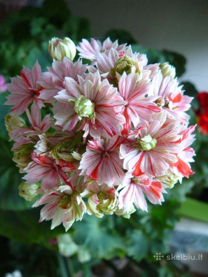 Pelargonijos - didelis pasirinkimas - nuotraukos Nr. 9