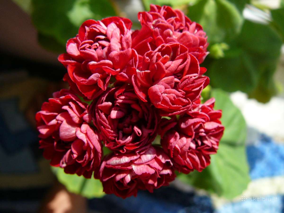 Pelargonijos - didelis pasirinkimas - nuotraukos Nr. 16