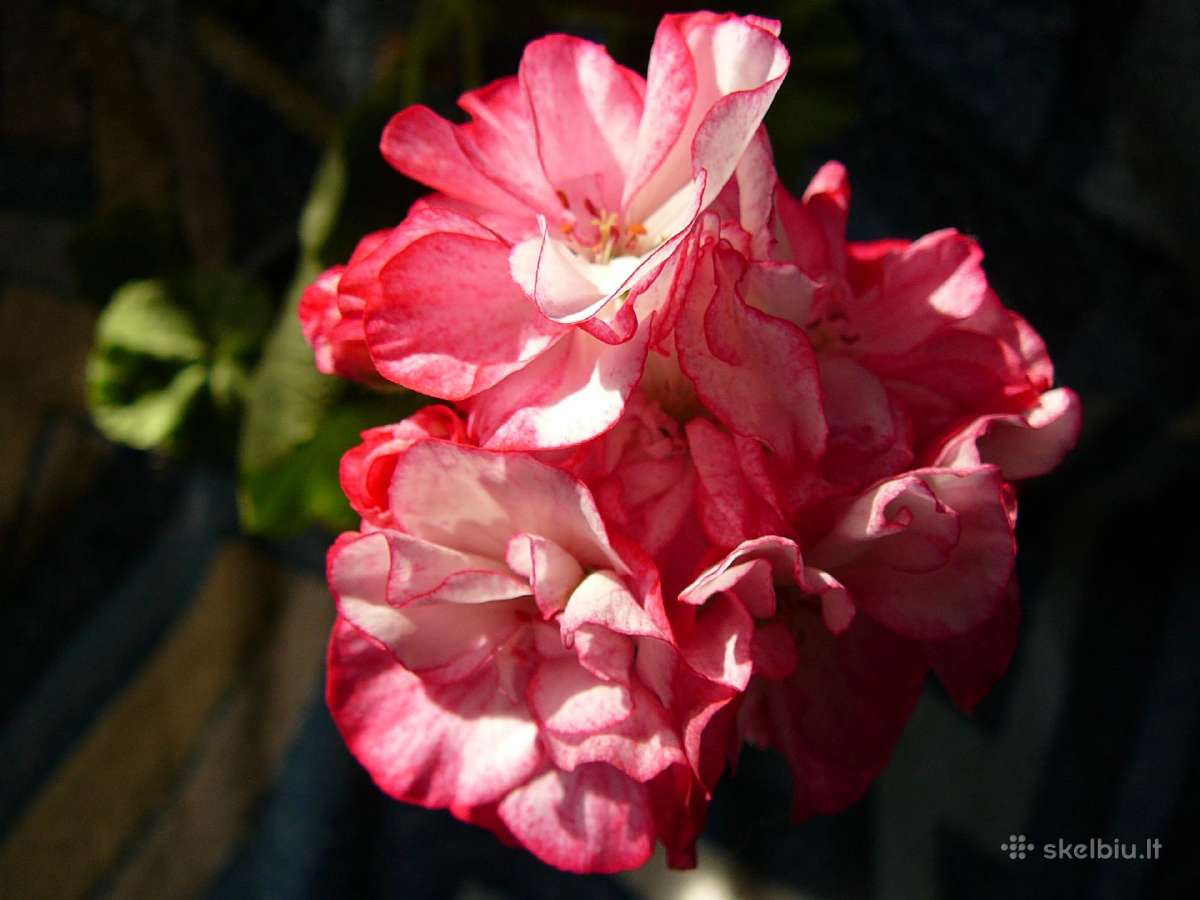 Pelargonijos - didelis pasirinkimas - nuotraukos Nr. 17