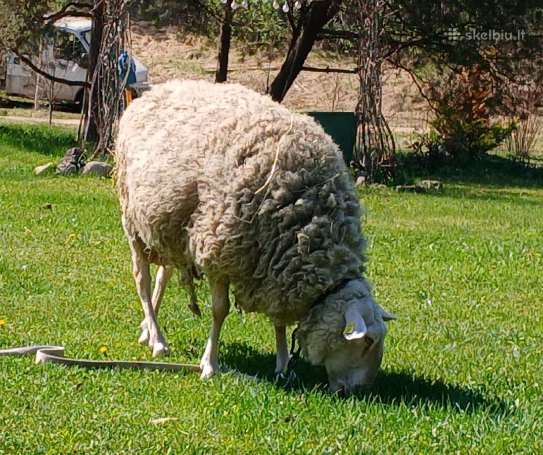 Ostfryzų veislės avytes - nuotraukos Nr. 2
