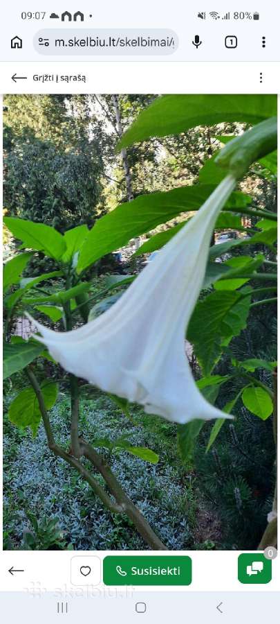 Gele brugmansija(durnarope)