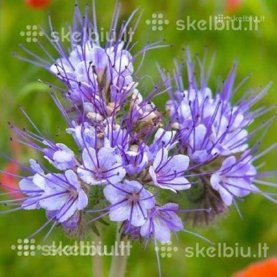 Facelija, barkunas, garstycios, ridikai, dobilai