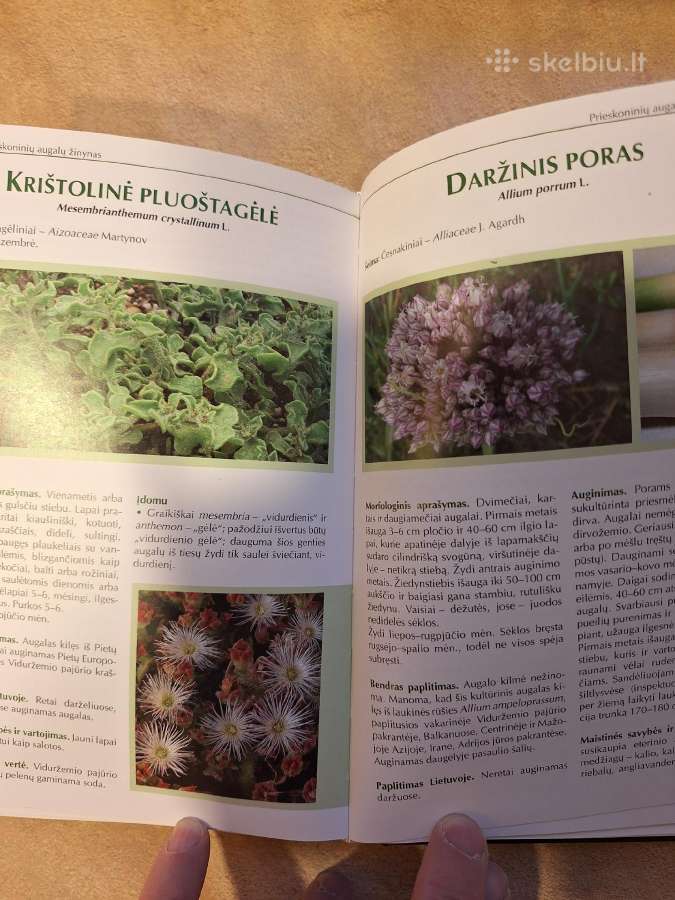 Prieskoninių augalų žinynas - nuotraukos Nr. 5
