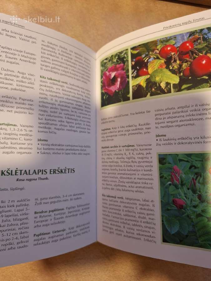 Prieskoninių augalų žinynas - nuotraukos Nr. 6