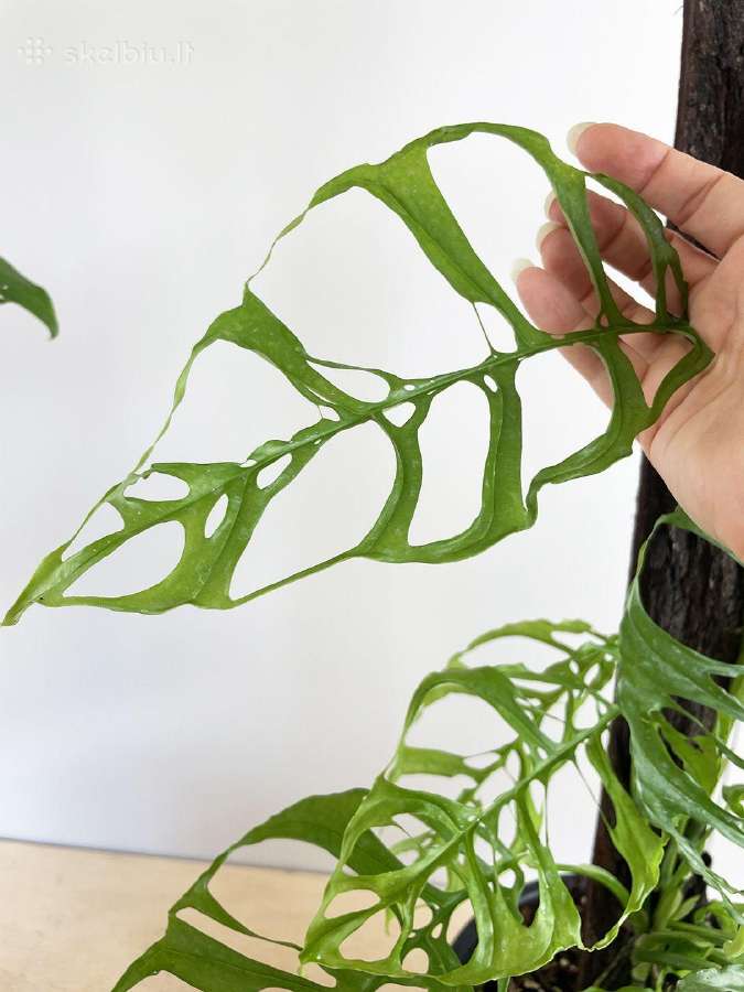Monstera albo variegata ir kiti augalai - nuotraukos Nr. 3