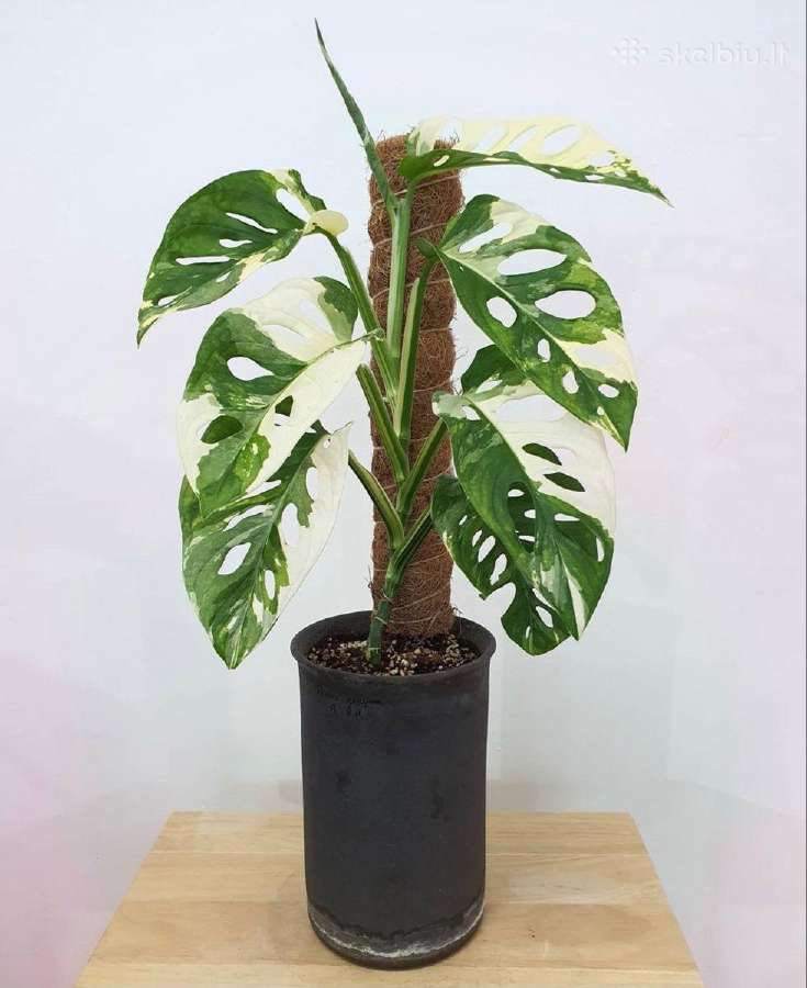 Monstera albo variegata ir kiti augalai - nuotraukos Nr. 4