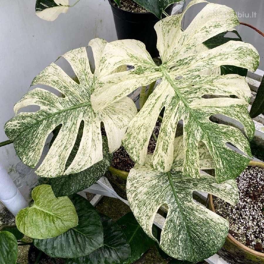 Monstera albo variegata ir kiti augalai - nuotraukos Nr. 5