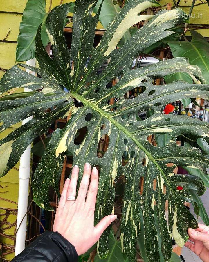 Monstera albo variegata ir kiti augalai - nuotraukos Nr. 6