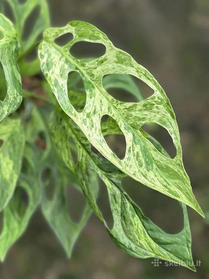 Monstera albo variegata ir kiti augalai - nuotraukos Nr. 7