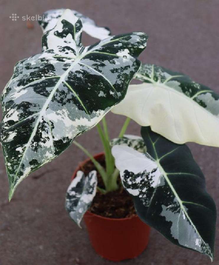 Monstera albo variegata ir kiti augalai - nuotraukos Nr. 8