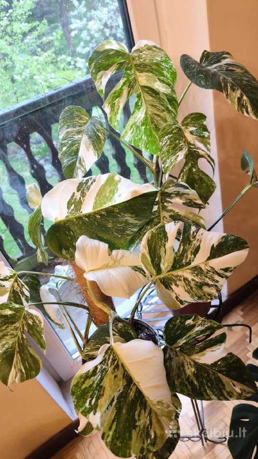 Monstera albo variegata ir kiti augalai - nuotraukos Nr. 2