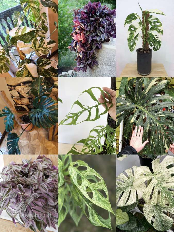 Monstera albo variegata ir kiti augalai