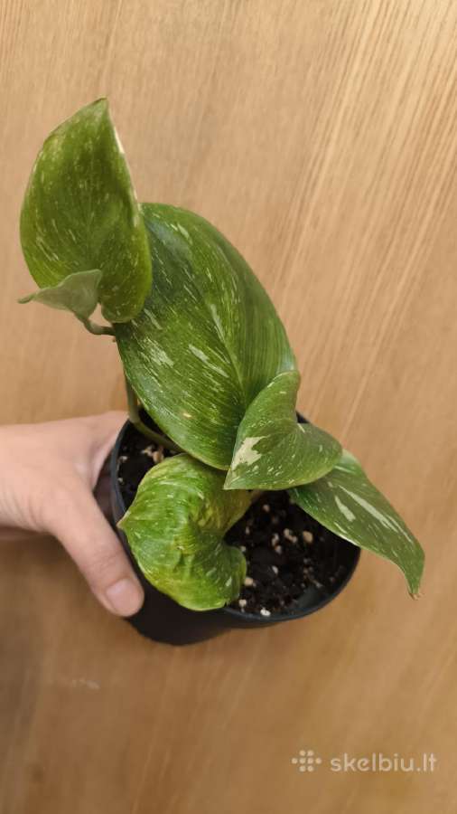 Monstera albo variegata ir kiti augalai - nuotraukos Nr. 10