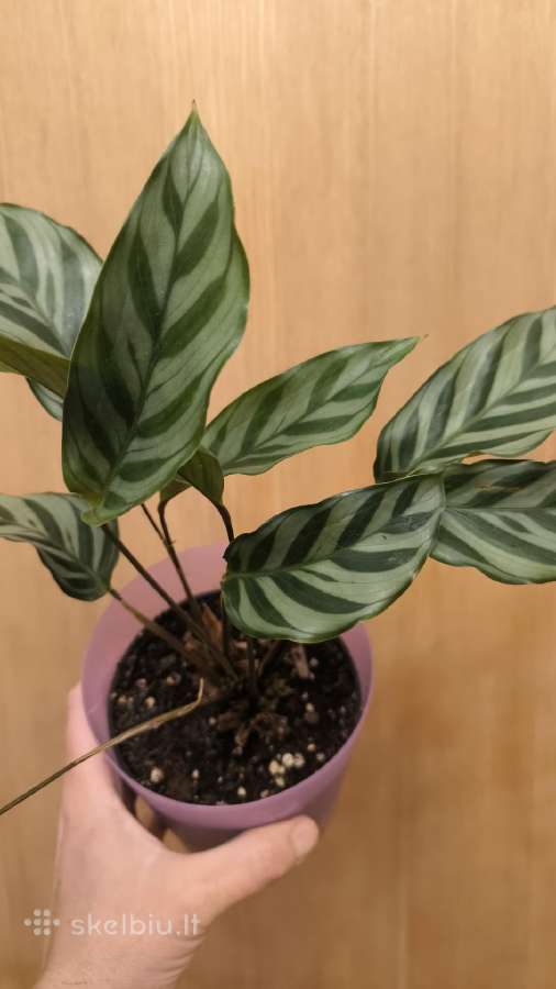 Monstera albo variegata ir kiti augalai - nuotraukos Nr. 11