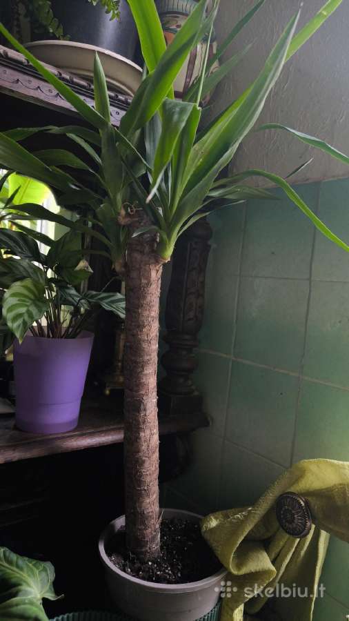Monstera albo variegata ir kiti augalai - nuotraukos Nr. 12