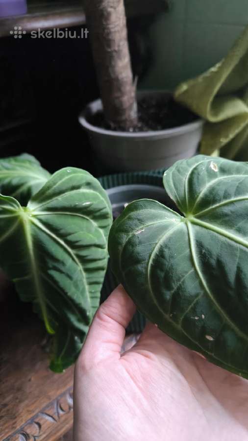 Monstera albo variegata ir kiti augalai - nuotraukos Nr. 13