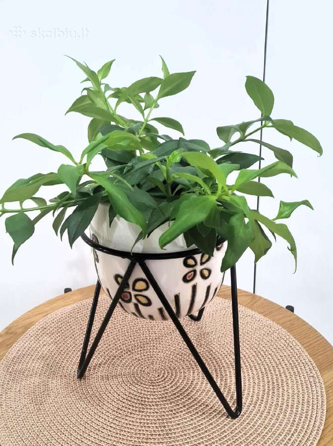 Aeschynanthus (aiškenis)