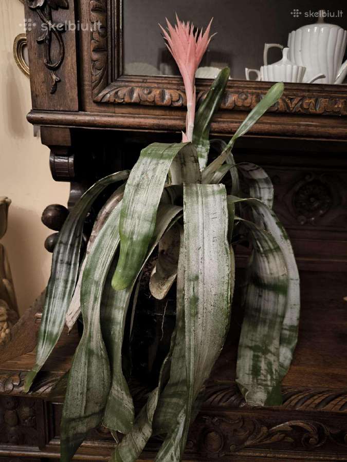 Monstera albo variegata ir kiti augalai - nuotraukos Nr. 14