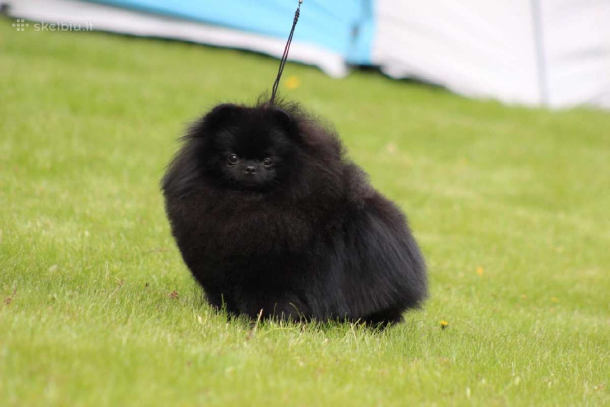 Lt Jch Pomeranian patinas kergimui - nuotraukos Nr. 3