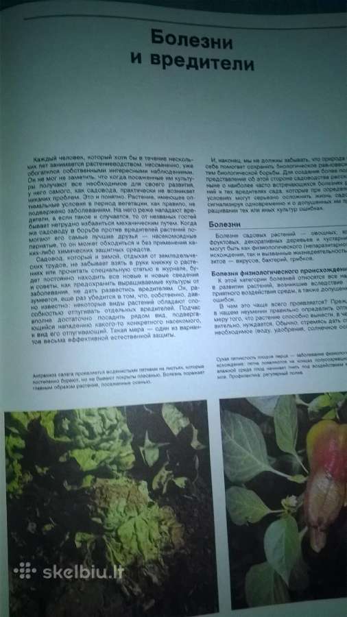 Sodų Enciklopedija - nuotraukos Nr. 27