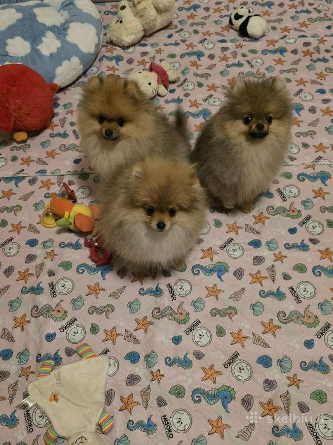 Pomeranijos špicai su lkd/fci kilmės dokumentais - nuotraukos Nr. 5