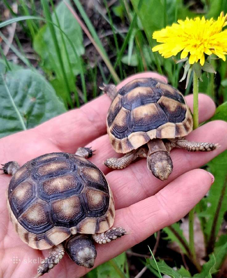 Parduodu sausumos vėžliukus Testudo Marginata.
