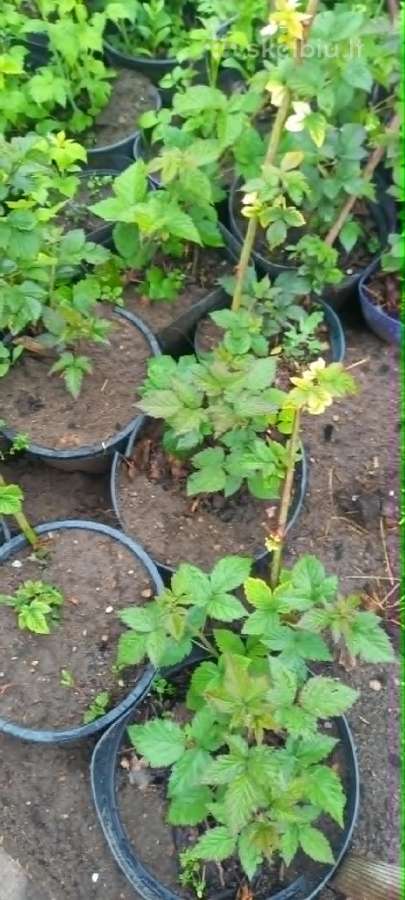 Įvairios avietės, gervuogės vazonuose Romainiai - nuotraukos Nr. 3