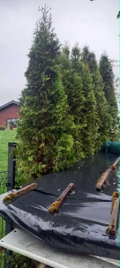 Smaragdinės tujos 2,5-3,0 m Romainiai - nuotraukos Nr. 2