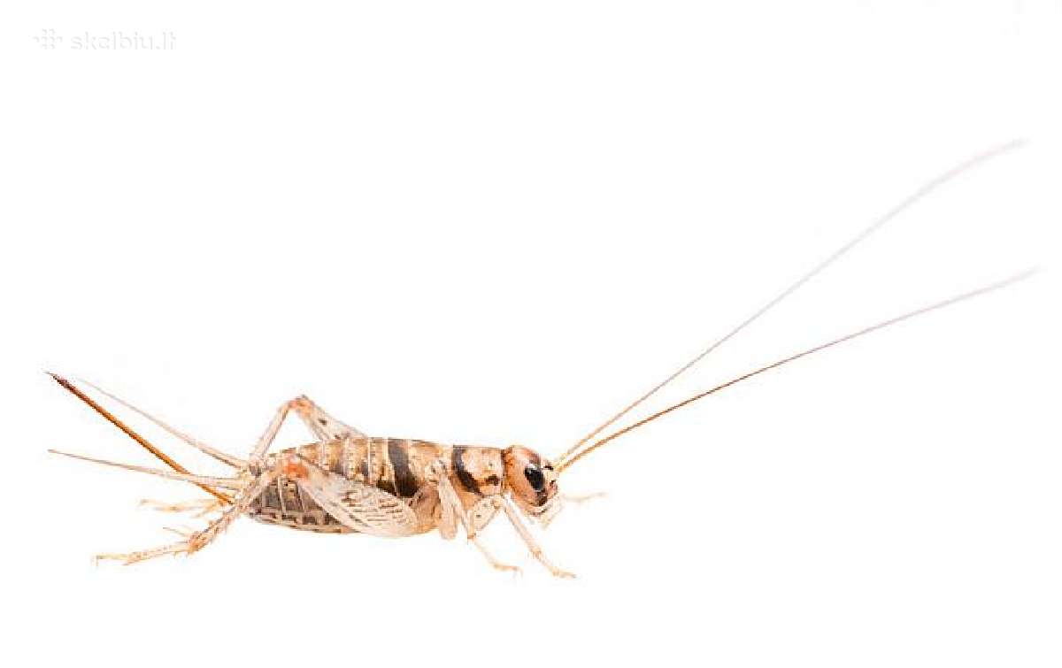 Svirpliai