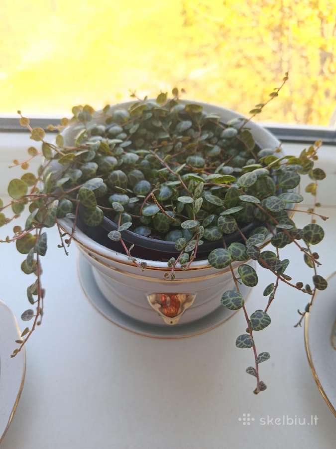 Peperomia