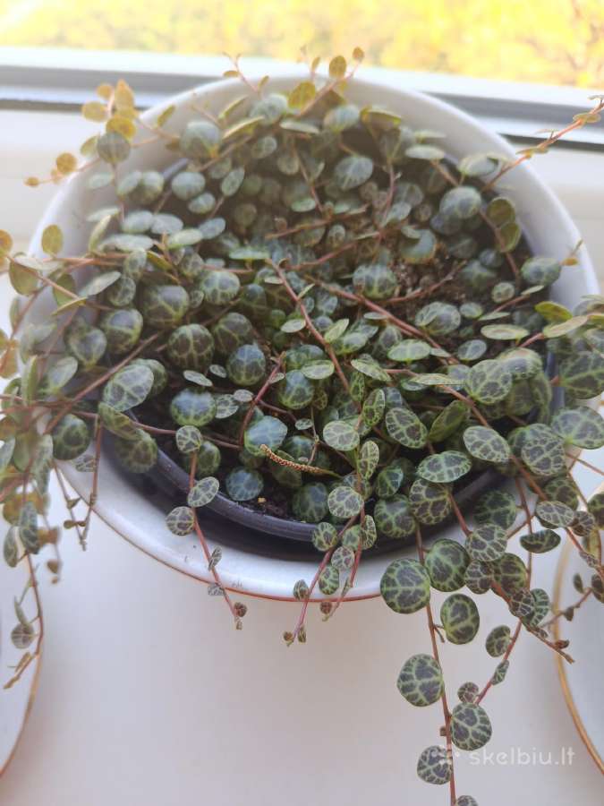 Peperomia - nuotraukos Nr. 2