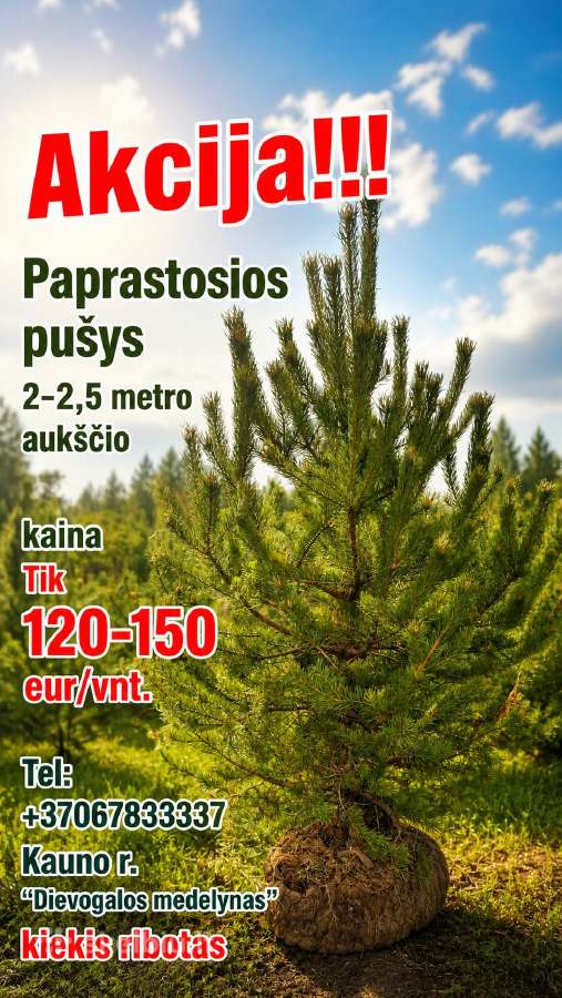 Akcija paprastosios pušys 2 -2,5 metro aukšio